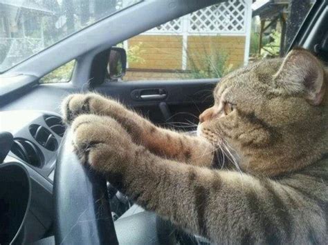 Driving Must Love Cats Funny Cat Pictures Funny Animal Pictures