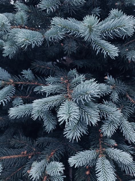 Shallow Focus Photography Of Green Coniferous Tree · Free Stock Photo