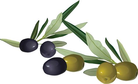 Olives Png Image For Free Download