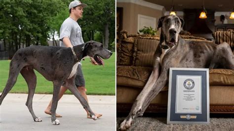 Zeus é Oficialmente O Maior Cachorro Do Mundo E Já Era Grande Desde