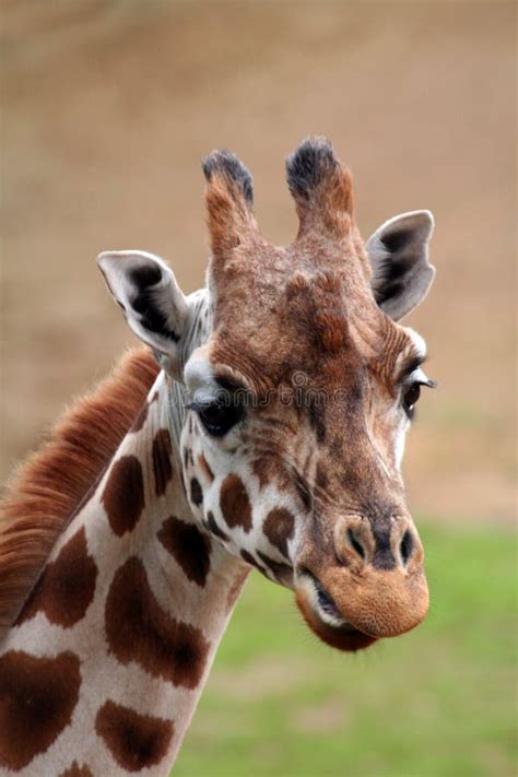 Giraffe Face Stock Photo Image Of Neck Grimace African 904218