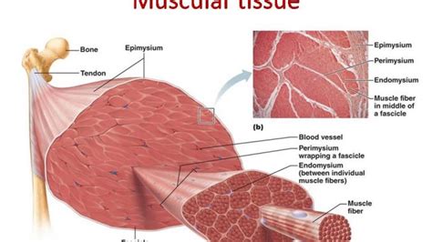 This site contains information about smooth muscle tissue diagram. Muscular tissue: skeletal, smooth and cardiac muscle - Online Biology Notes