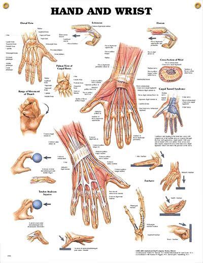 30 mejores imágenes de terapia de la mano terapia de la mano terapia túnel carpiano