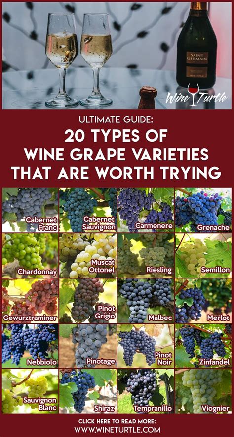 Explaining The 20 Most Popular Grape Varieties Wine Knowledge Wine