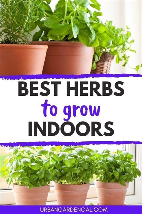 9 Best Herbs To Grow Indoors Artofit