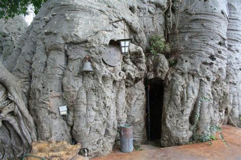 The Entrance To The Pub Inside This 6000 Year Old Baobab Tree Baobab Tree Tree Baobab