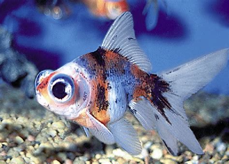 Calico Moor Goldfish Carassius Auratus 2 1 Fish 2 Fish Dartmouth
