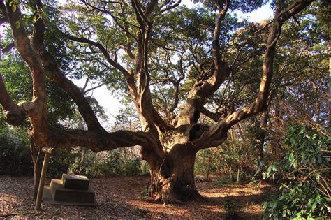この木なんの木のある場所 子供の頃、この木なんの木は絶対に日本のどこかにあるって思っていました!笑 ですが、それは誤り。 本当はハワイ・オアフ島の『モアナルア・ガーデンズ・パーク』という公園にありました。 モアナルア・ガーデンズ・パークについて この～木、なんの木、気になる木♪♪ 湘南国際村です♪ | Toho ...