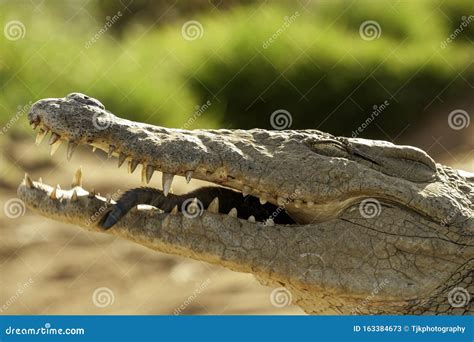 Nile Crocodile Mother And Hatched Baby Caring Carrying Taking The