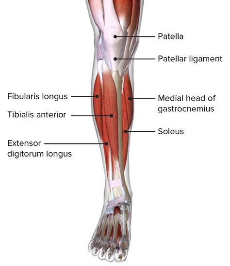 Anatomy Of The Upper Leg