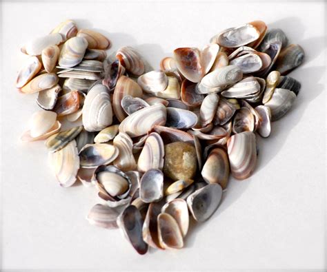 50 Tiny Seashells For Valentine Crafts Miniature Petite
