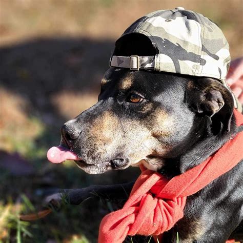 Friends of Halifax County Animal Control-Virginia | South Boston VA