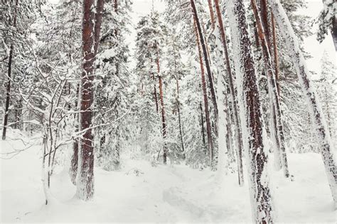 Snow Covered Pines In Winter Forest After Snowfall Stock Photo Image