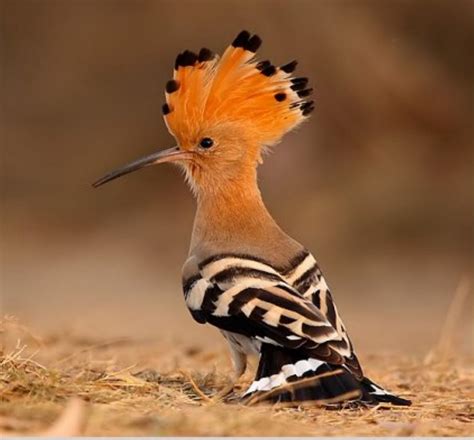 Cool Critters — Hoopoe Upupa Epops The Hoopoe Is A Colourful