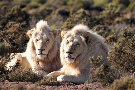 Pictured Rare Images Of The Beautiful White Lions That Have Gone Back