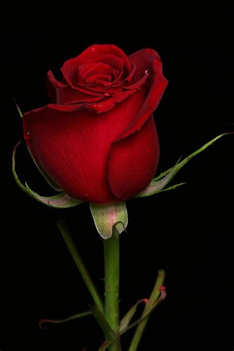 Rose In Heart Tone Beautiful Rose Flowers Beautiful Red Roses Rose Buds
