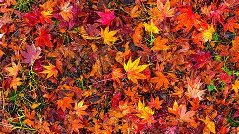 Hd Wallpaper Red Leaves Autumn Leaves Foliage Leaf