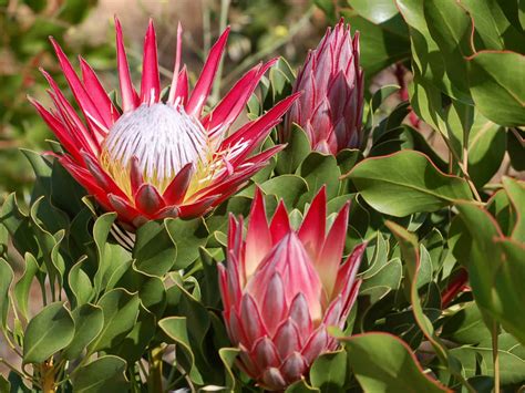 Check out our proteas selection for the very best in unique or custom, handmade pieces from our home & living shops. How to Grow and Care for Proteas | World of Flowering Plants