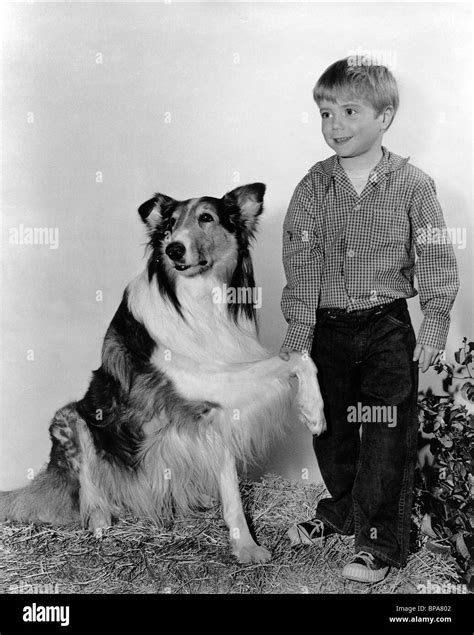 Jon Provost Lassie 1954 Stock Photo 30958594 Alamy