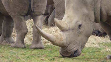 D p pt hg ss p b r: A rhinoceros meaning "nose horn" rhino.There are five ...