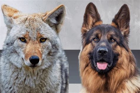 A Dog That Looks Like A Coyote