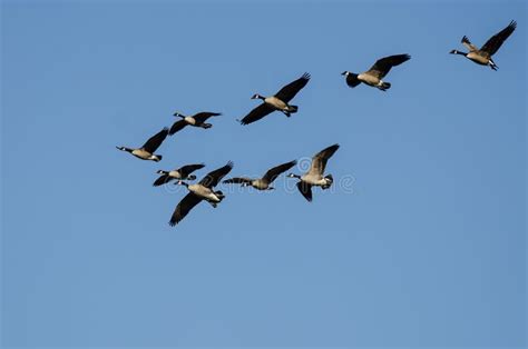 Flock Of Canada Geese Flying In A Blue Sky Stock Image Image Of Group
