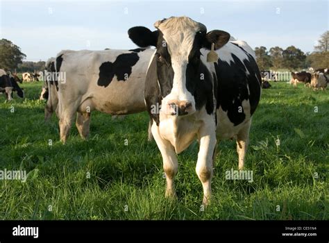 Holstein Friesian Cows On A Dairy Farm Near Moss Vale New South Wales