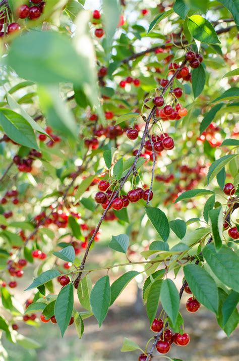 How Tart Cherries Are Grown In Michigan And Why You Should Look For