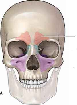 Sphenoid Sinus Anatomy Mitch Medical Healthcare