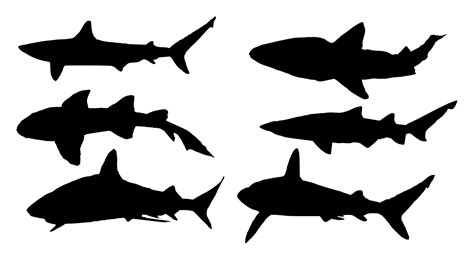 Shark Clipart Silhouette