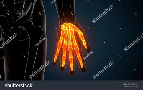 3d Render Human Skeleton Hand Bone Stock Illustration 1838499421