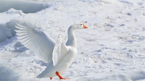 Snow Goose 4k Ultra Hd Wallpaper And Background Image 3840x2160 Id