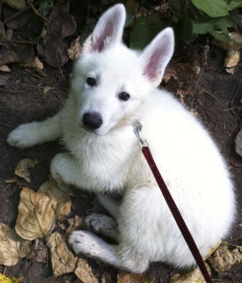 Newborn German Shepherd White