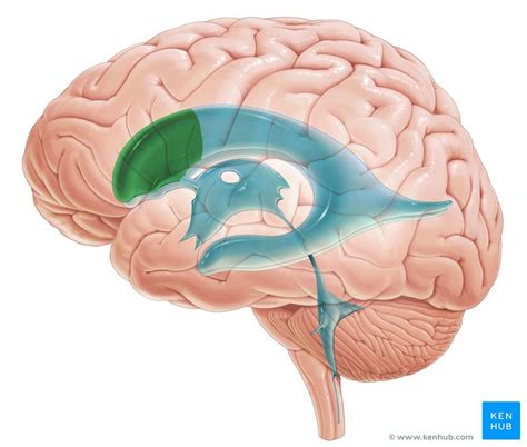 Choroid Plexus Anatomy Histology And Clinical Aspects Kenhub