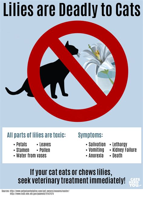 Lilies Are Toxic To Cats Sometimes Cats Herd You