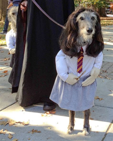 20 Funniest Dog Halloween Costumes Funcage