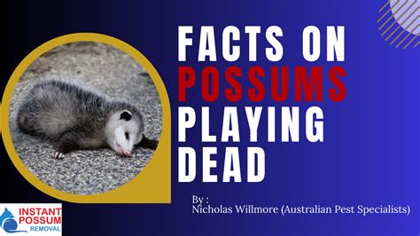 Facts On Possums Playing Dead Instant Possum Removal
