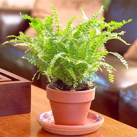 9 Best Ferns For Turning Your Home Into An Indoor Tropical Paradise