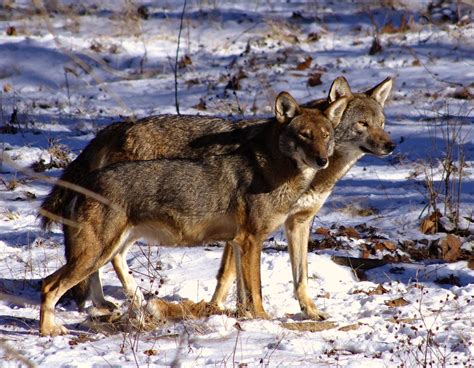 Return Of The Red Wolf Rwssp Of The Month—endangered Wolf
