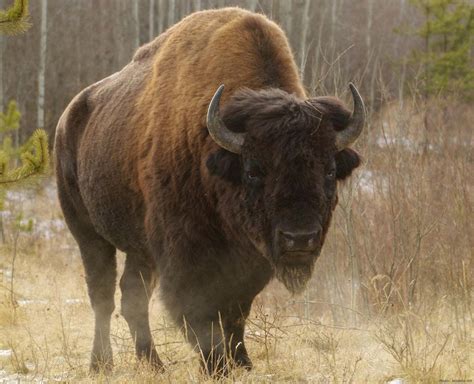 If You Breed An American Buffalo With A Wisent