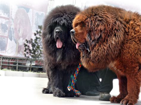 Tibetan Mastiff Wallpapers Top Free Tibetan Mastiff Backgrounds