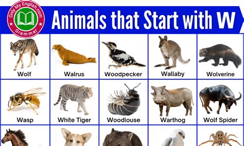 79 Animals That Start With W Animals Beginning With W