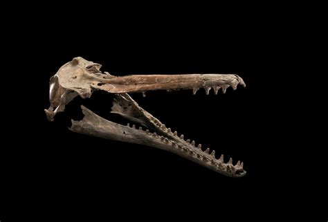 Smithsonian Insider Fossil Specimen Reveals A New Species Of Ancient