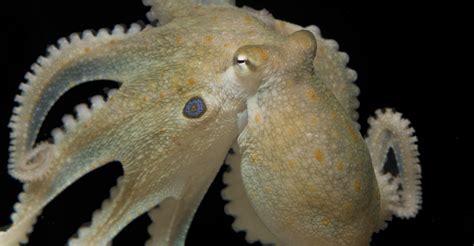 Ecstasy May Make Octopuses More Social Just Like Humans The Atlantic