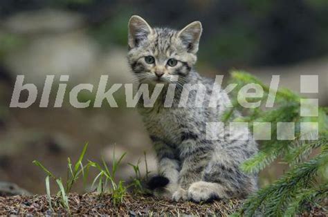 Blickwinkel Europaeische Wildkatze Felis Silvestris Silvestris