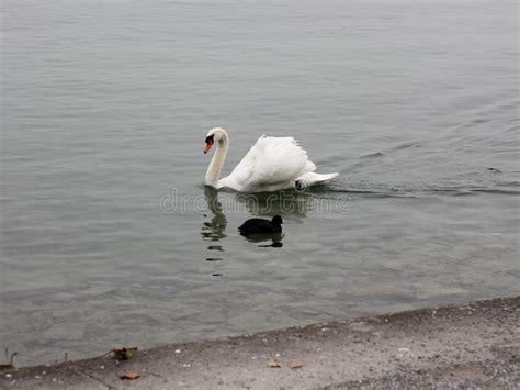 Lonely White Swan Landing To The Cold Lake Stock Photo Image Of