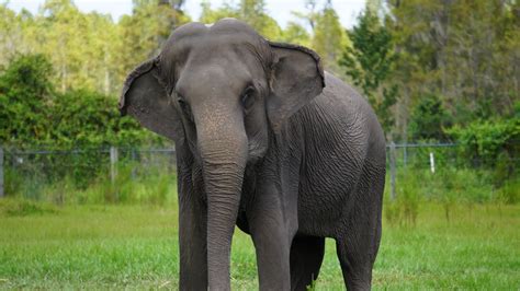 Refuge In Nw Florida Taking Former Circus Elephants From Polk City