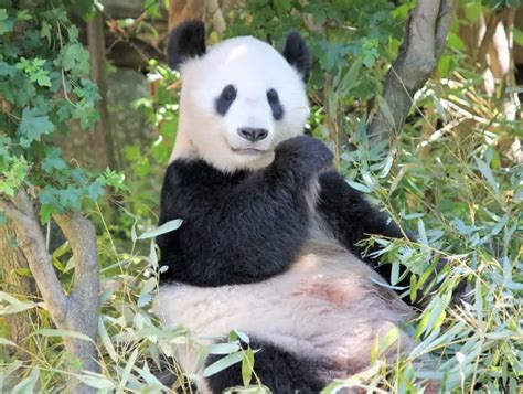 Reproduction In Giant Pandas Worldwide Nature
