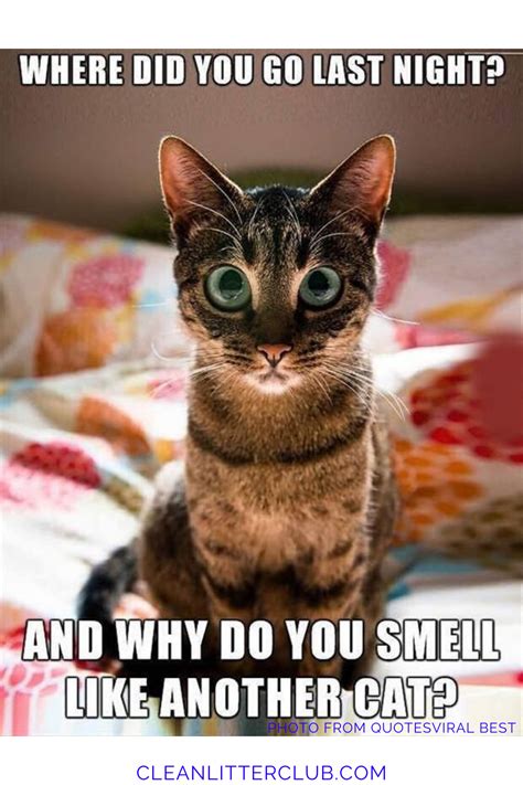 Funny Cat Memes With Captions Idalias Salon