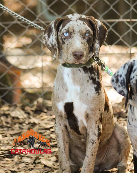 Red Catahoula Leopard Dog